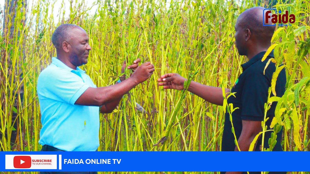 UFUTA BEI JUU WAKULIMA WATAKIWA KUZINGATIA UBORA ILI KUENDANA NA MAHITAJI YA SOKO.