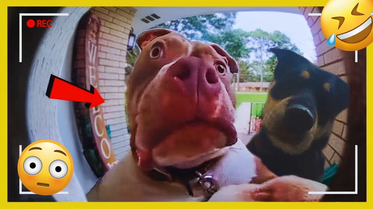 I dare you not to LAUGH at these FUNNY DOGS 😁🦮 - Best Funny Animals Videos 2025 #11