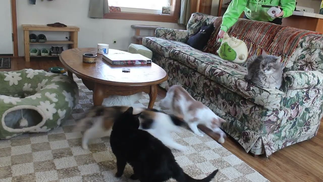30 minutes with the cats