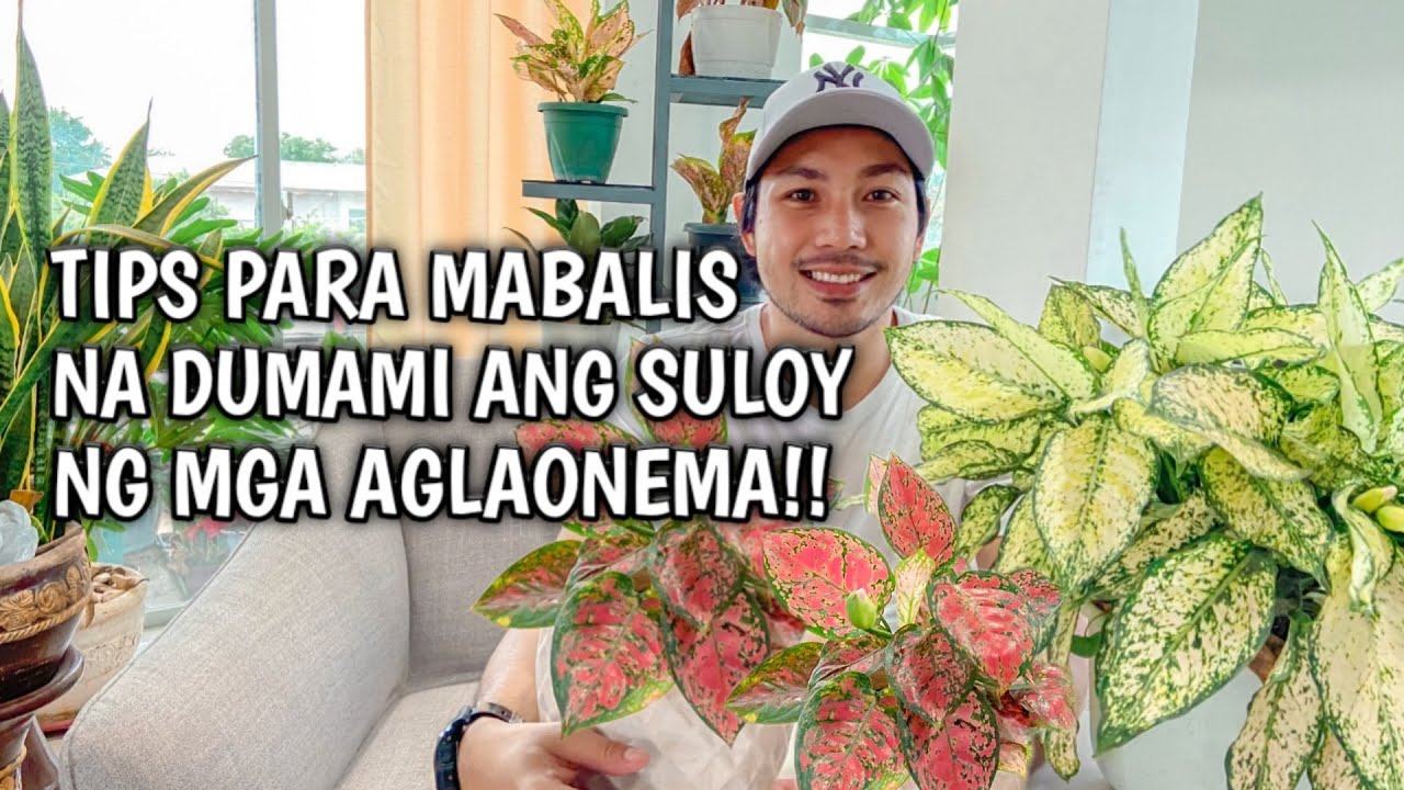 HOW TO ENCOURAGE NEW GROWTH ON CHINESE EVERGREEN/AGLAONEMA