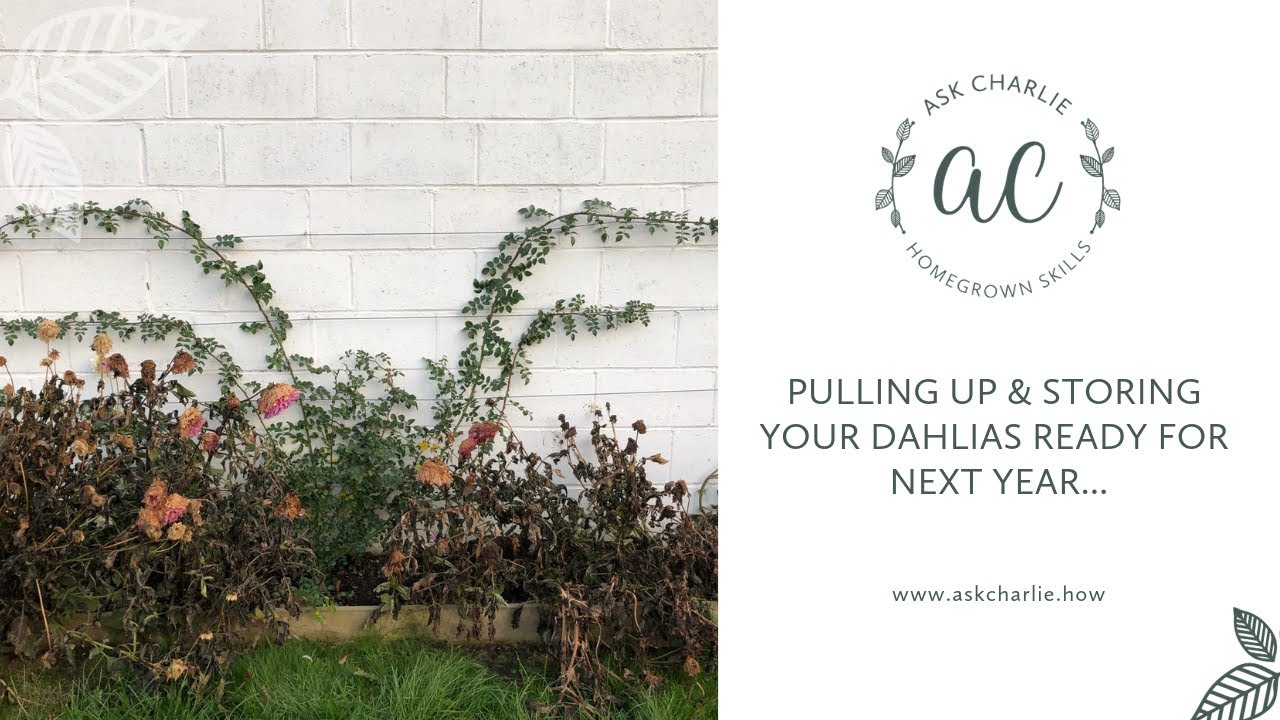Ask Charlie - Pulling up & storing your dahlias ready for next year...