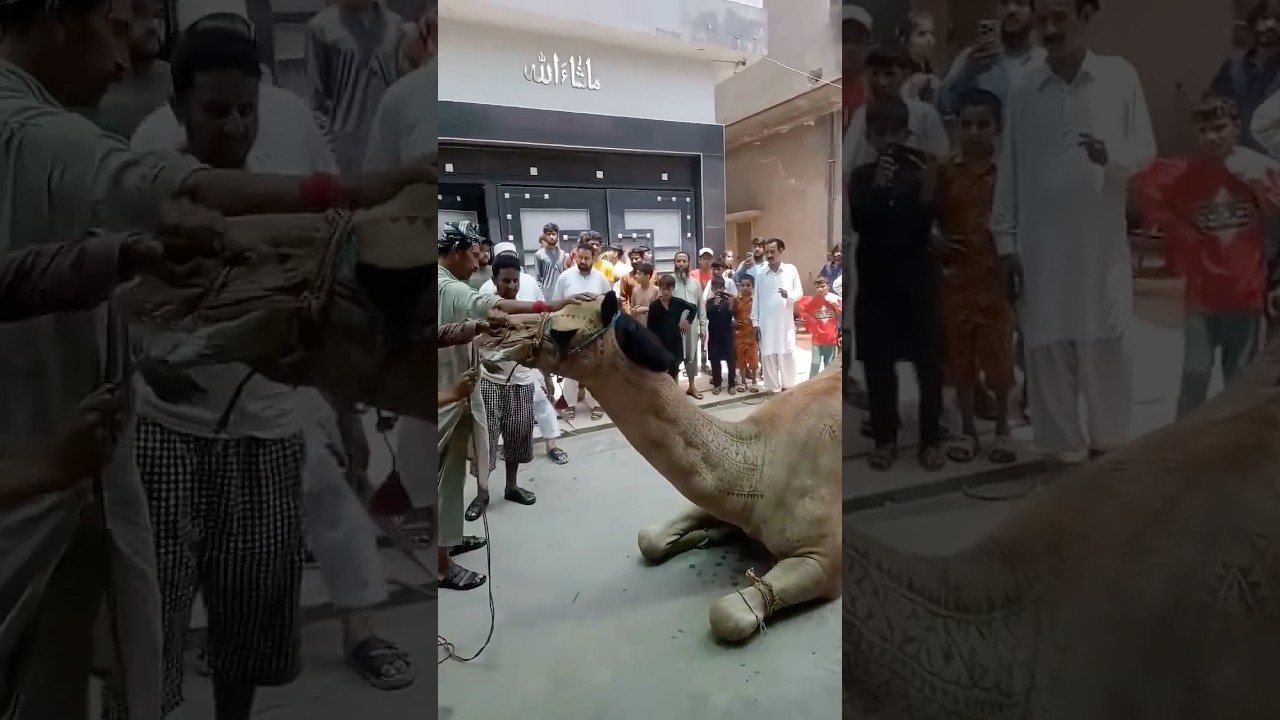 Beautiful Camel Qurbani 2025 #eidmubarak #cow#qurbani #qurbani2025 #animals #camel #shorts#ytshorts
