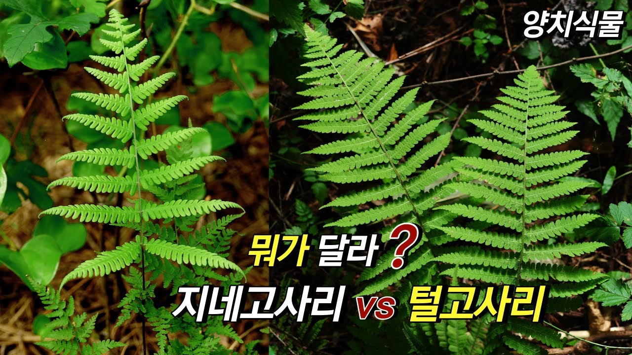 퍼니의 양치식물, 뭐가 달라? 지네고사리 vs 털고사리