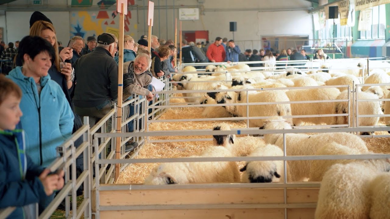 Miss Visp 2020 - Blacknose Sheep Beauty Contest | Baabuk