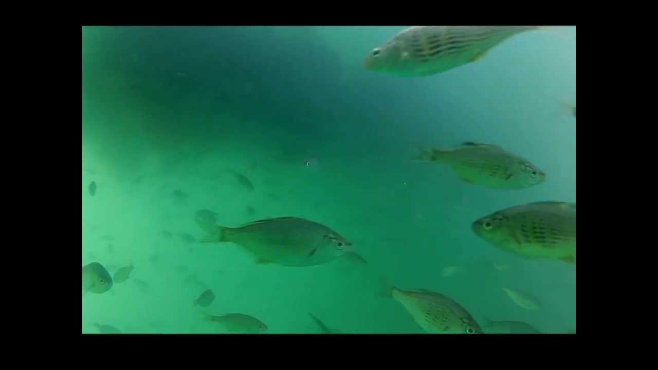 Shiner Perch in Yakutat Bay, Alaska by High Tide Exploration