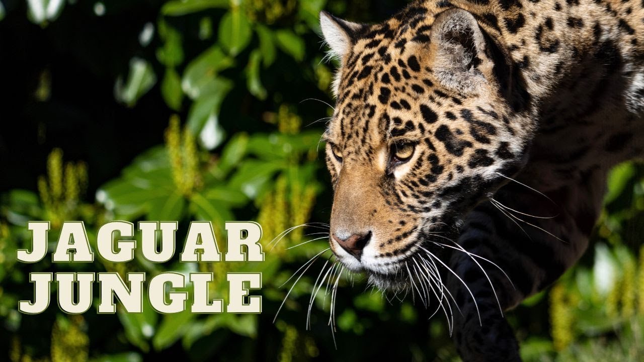 Tour of Jaguar Jungle at Paradise Wildlife Park