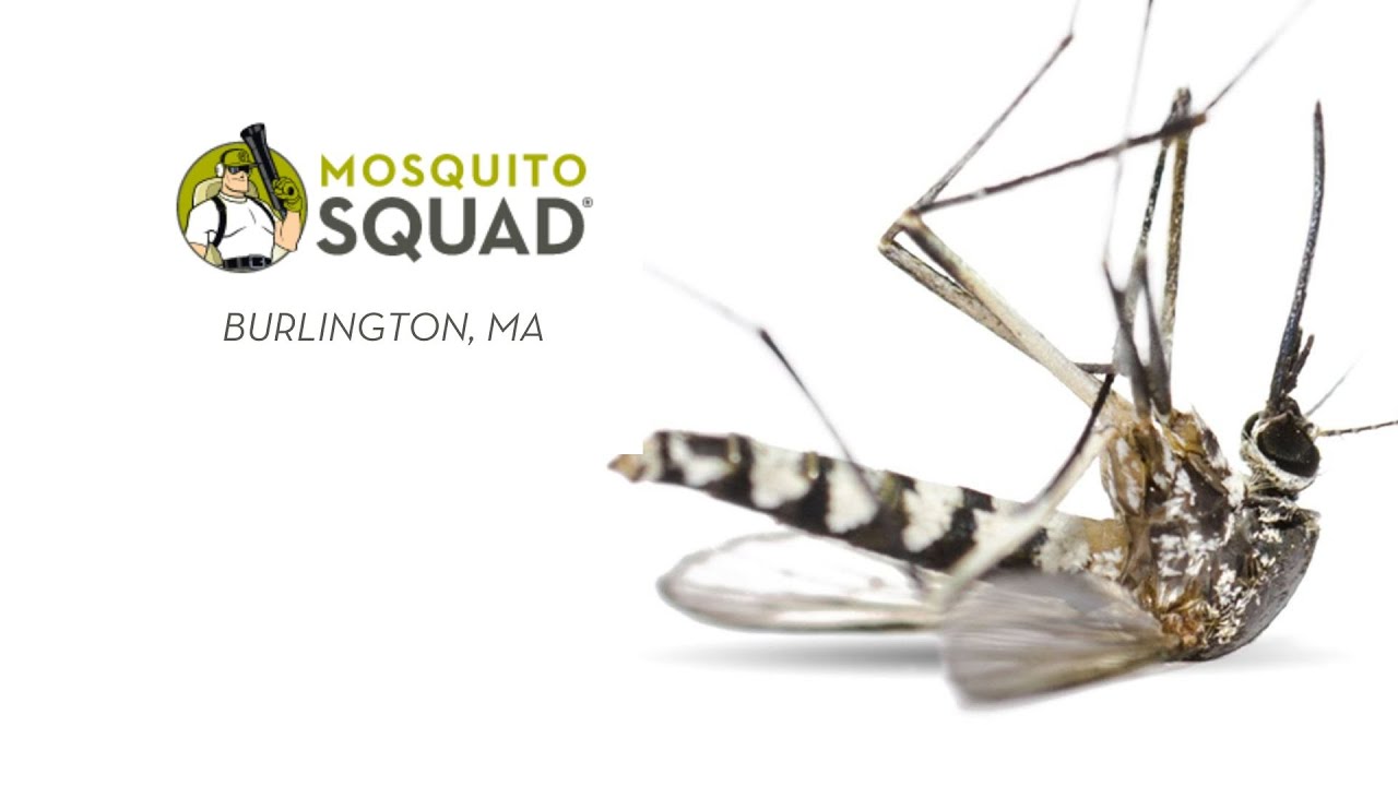 Pest Control Burlington MA | Mosquito Control Burlington Mass | Tick Control Burlington