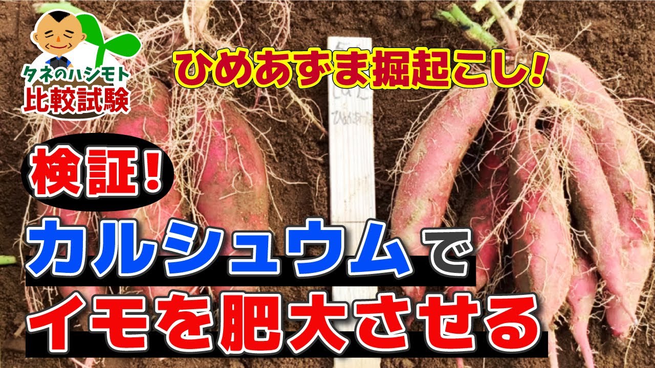 【ミネラルの重要性！】サツマイモに、カルシュウム資材を用いた時の影響について試験をしてみました！　たねのハシモトミヤ