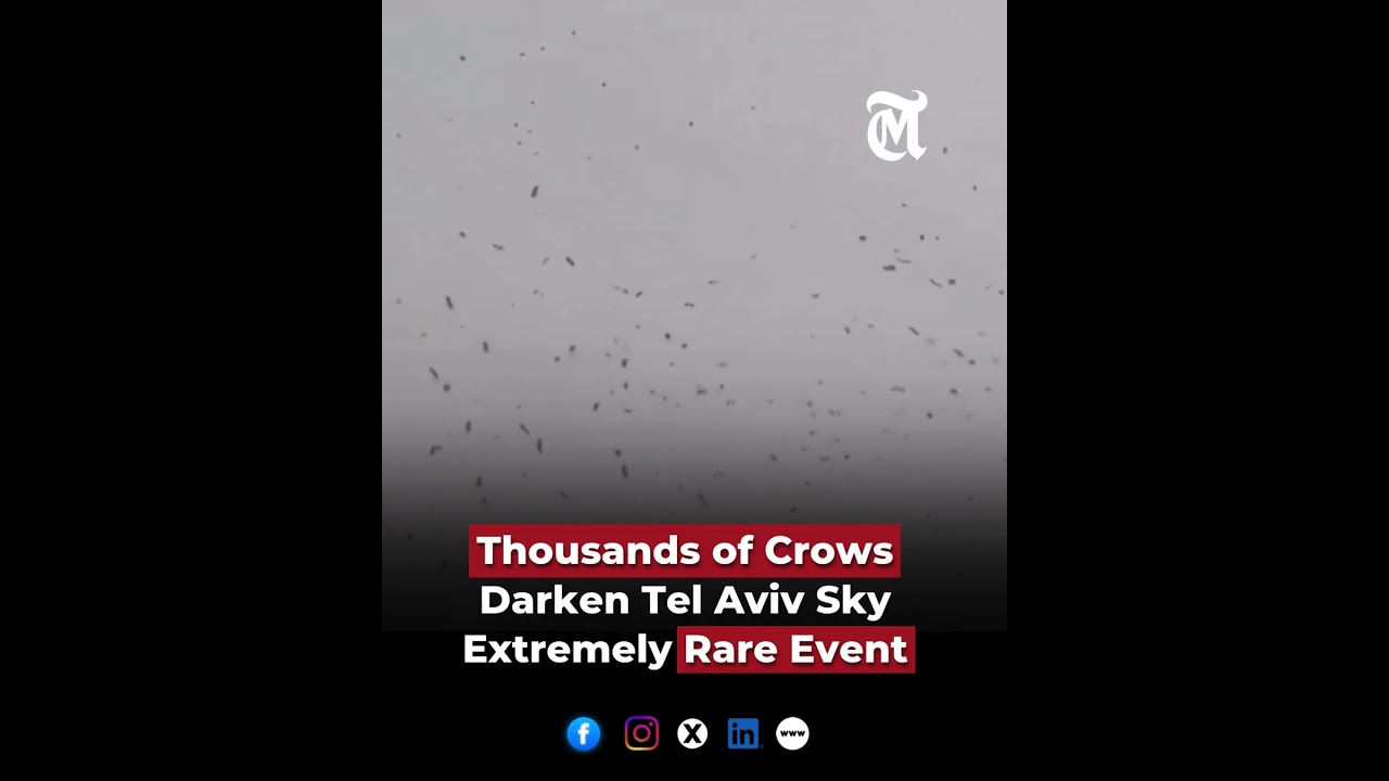 Thousands of Crows Darken Tel Aviv Sky Extremely Rare Event