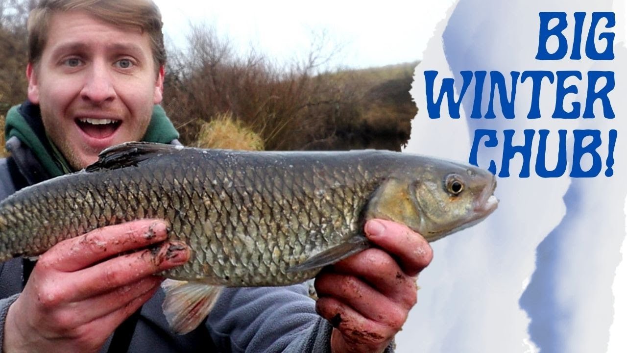 Feeder Fishing for Big Winter Chub on a Small River