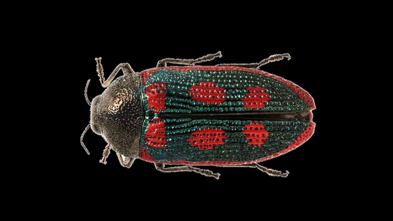 Red Spotted Jewel Beetle