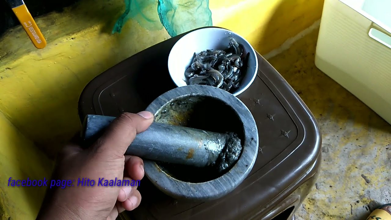 Catfish FRY Management 5 || Day 4: First feeding of Fry using Alternative foods