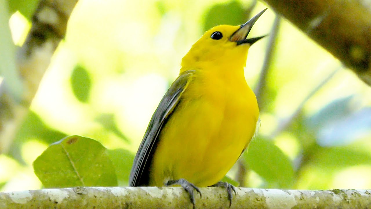 Prothonotary Warbler Song FYV