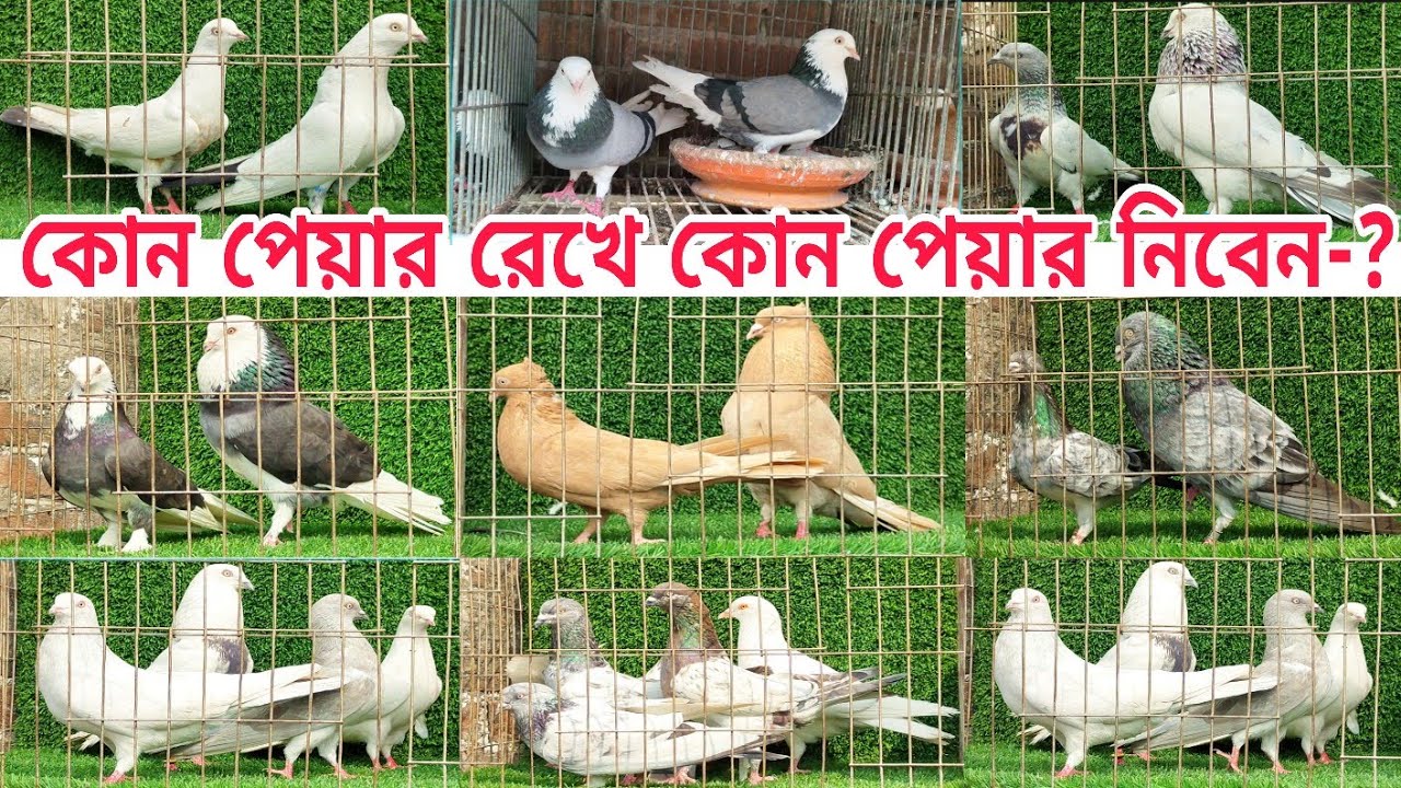 সেরা কালারিং গিরিবাজ ও আর্মি কবুতর কিনুন কম দামে Gribaz coloring Army Pigeions #pigeon #shorts #bird