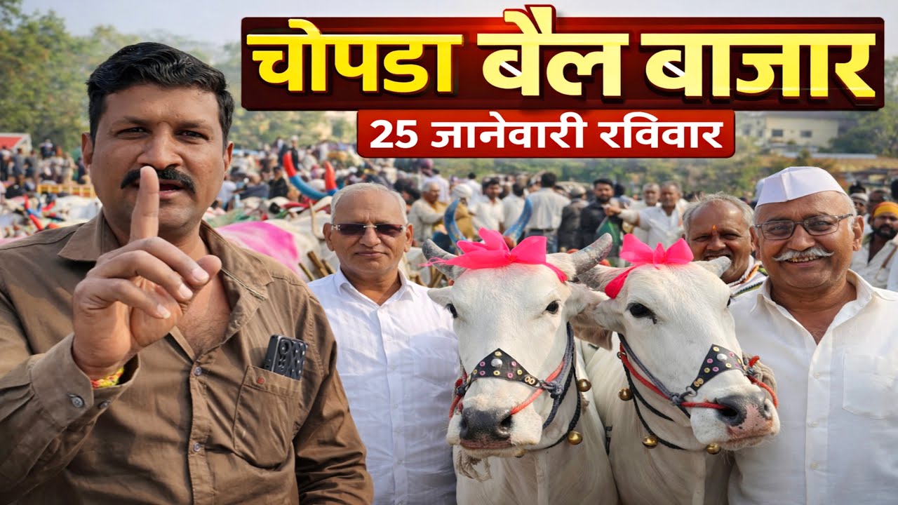 धर्मराज धनगरने दिली 1 लाख 21 हजाराची जोडी! 😱| चोपडा बैल बाजार 