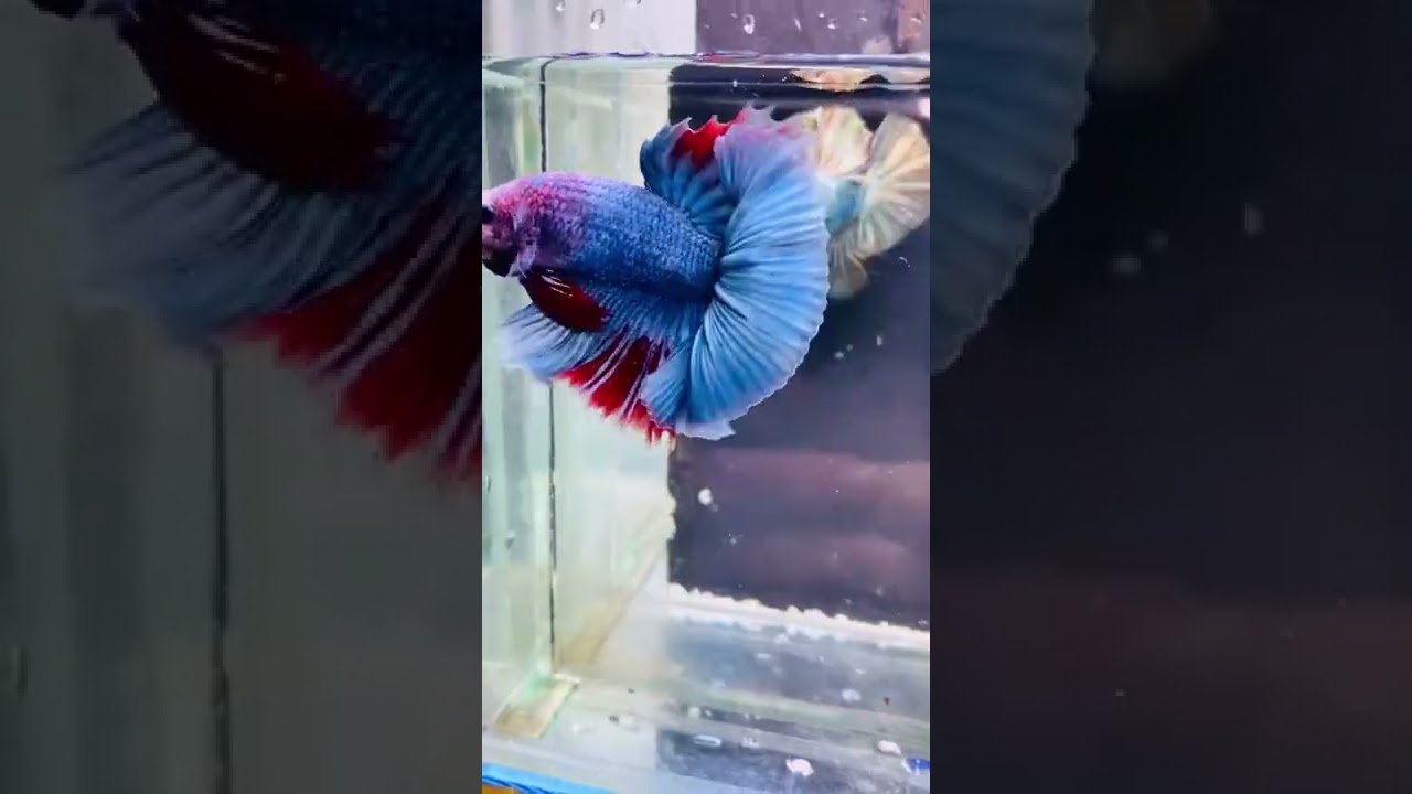 Beautiful Betta Fish #beautifulbetta #bettafish p156 #shorts