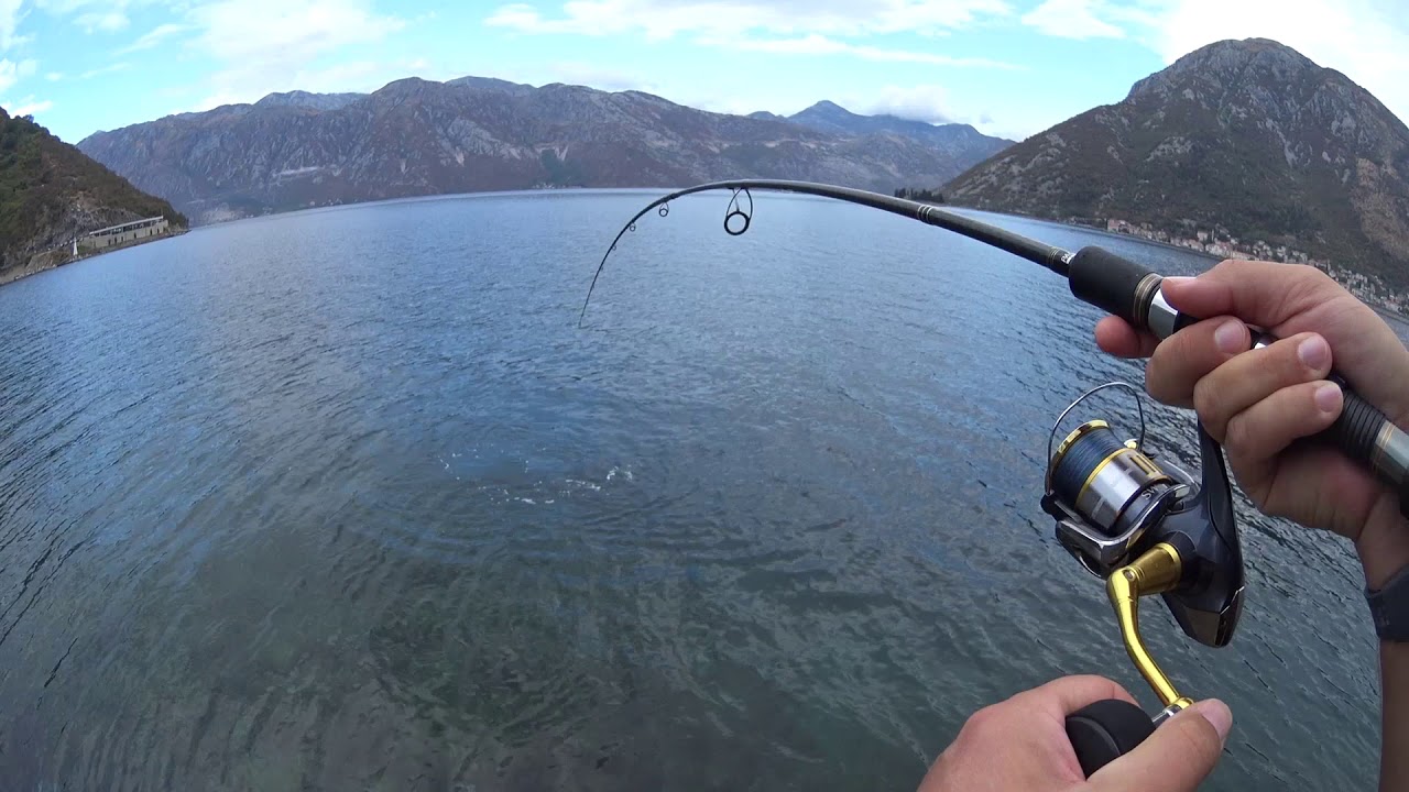 Light shore jigging. Atlantic bonito (palamida, sarda-sarda). 08.09.2017