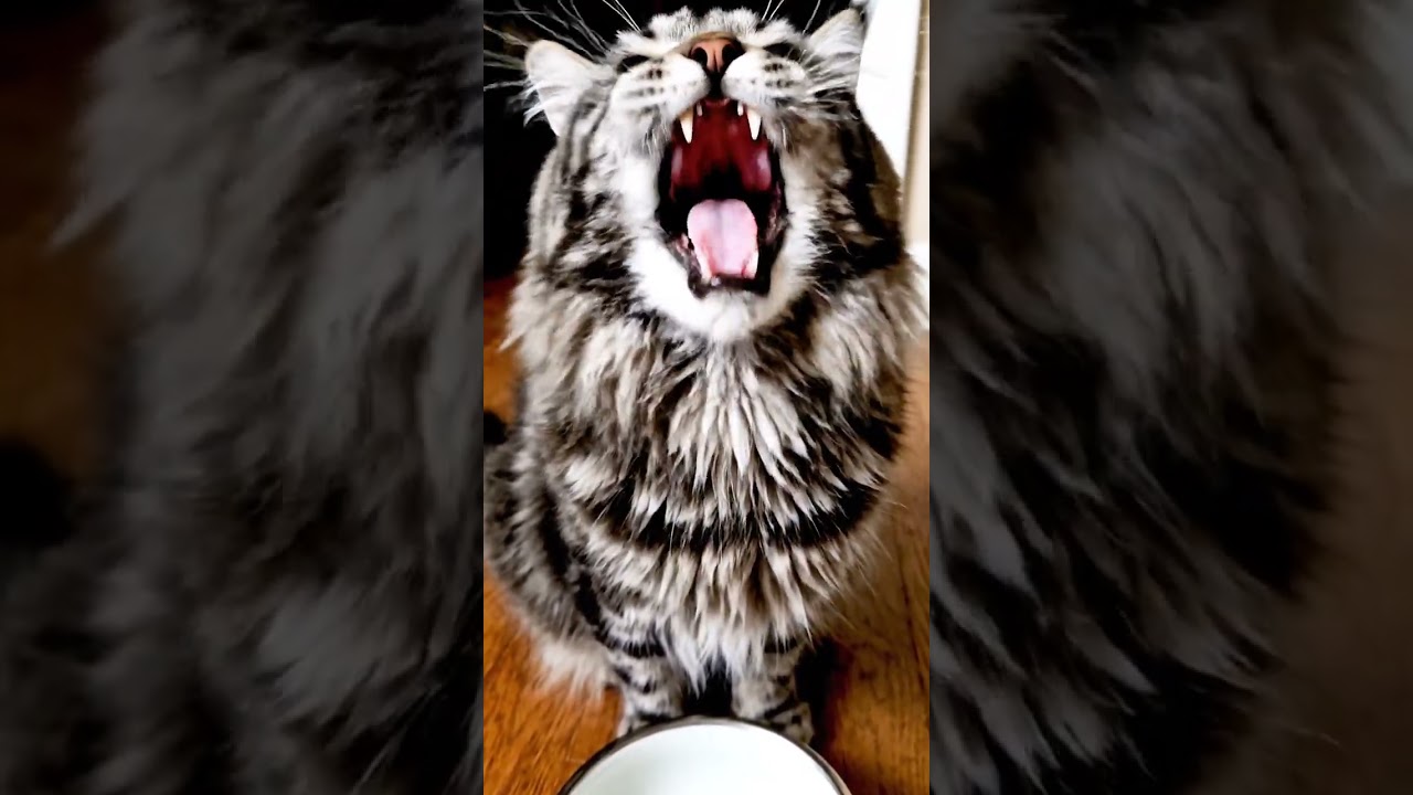 Close your eyes. Feel the purr. 🐱