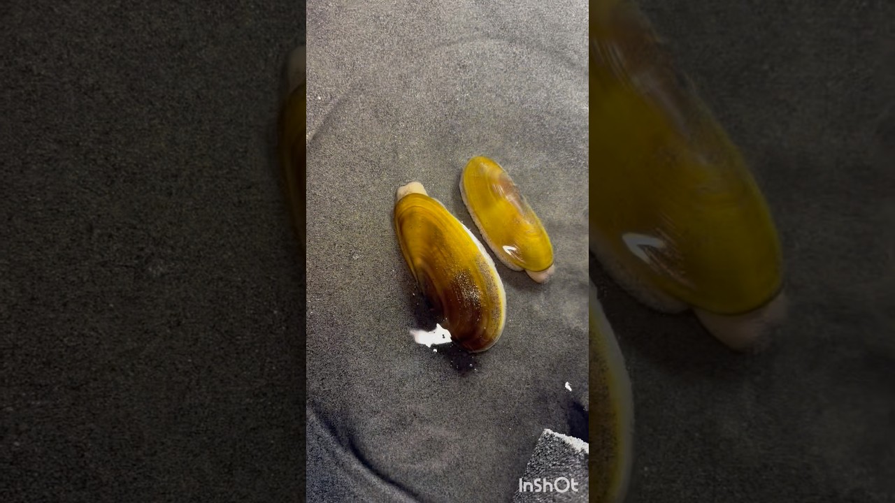 Razor clam digging PNW 挖刀蚬