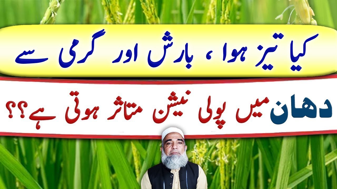Effect of Wind, Rain and Hot weather on Pollination in Rice Crop || Crop Reformer
