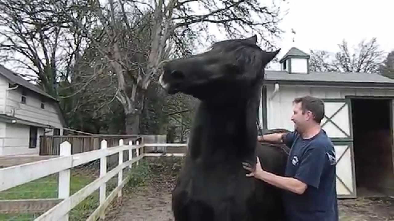 Finding the sweet spot on a horse