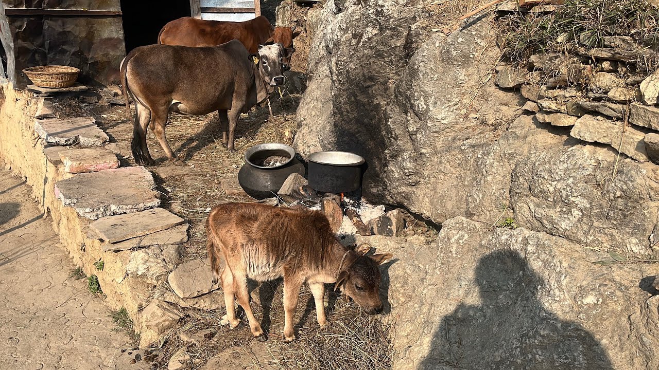 हल्की सी ठंड, चूल्हे की गर्मी, धीमी-धीमी आँच और पहाड़ों का सुकून। 🏔️🔥