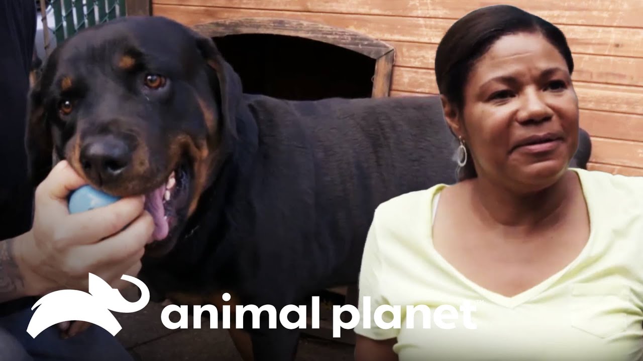 Una mujer teme por la seguridad de su perro | Guardianes Al Rescate | Animal Planet Latinoamérica