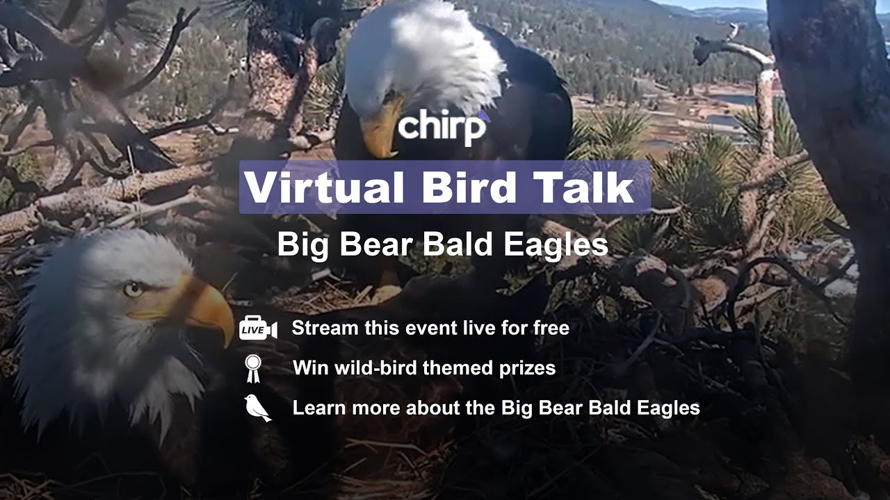 Big Bear Bald Eagles with Expert Sandy Steers | Chirp Nature Center