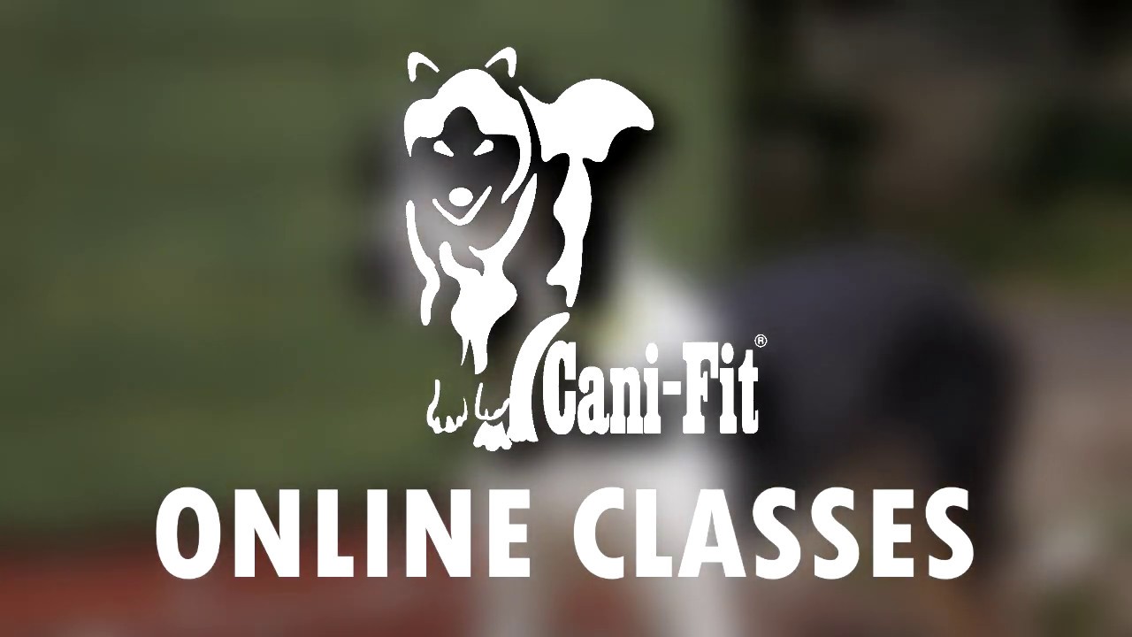 CANICROSS FOR BEGINNERS