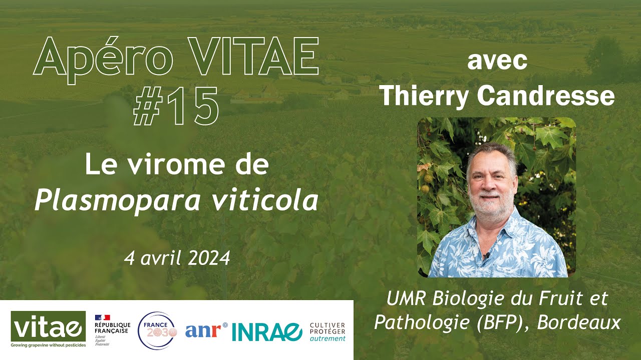 Apéro VITAE n°15 - Le virome de Plasmopara viticola