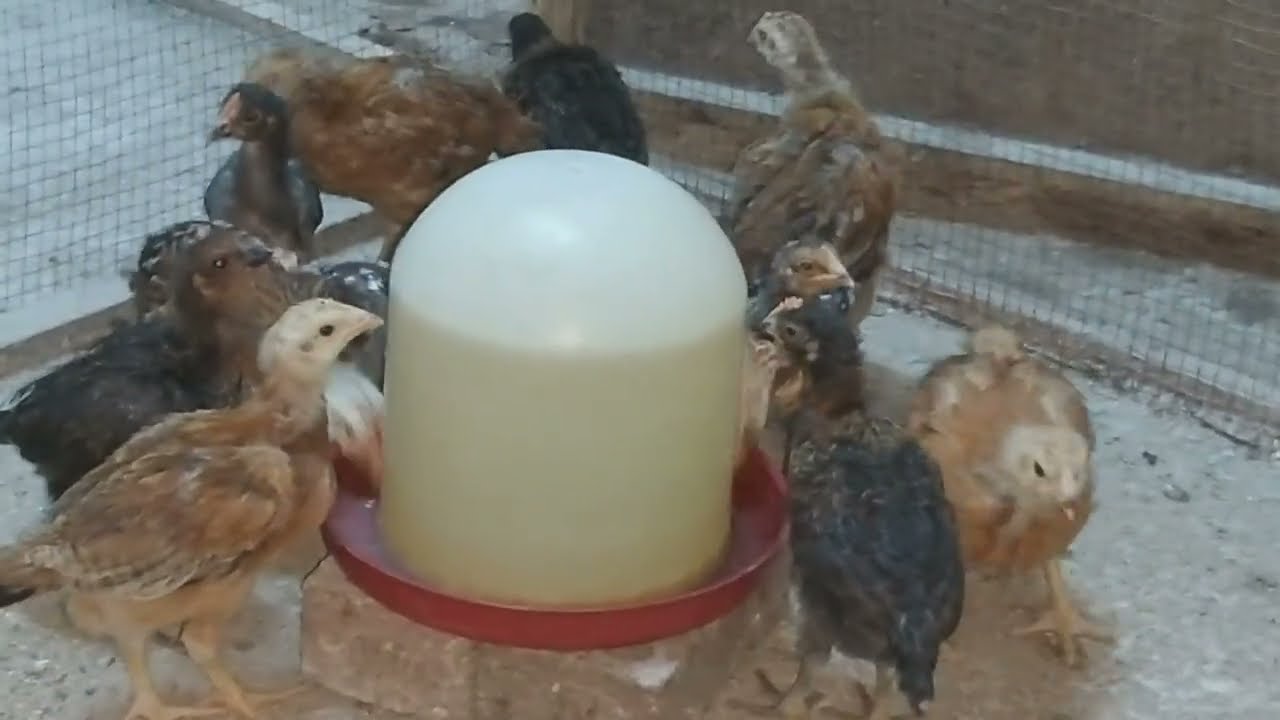 حباية معجزة بتكبر الفراخ وتخلى يومهم بعشرة تمنع الكساح تجهز عنقود البيض ترفع المناعه بأقل من ٢جنية