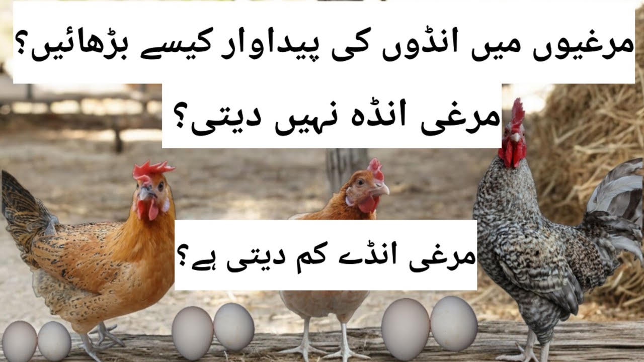 Hen not Laying Eggs? - How to increase Eggs size and  Production | Factors affecting eggs Production