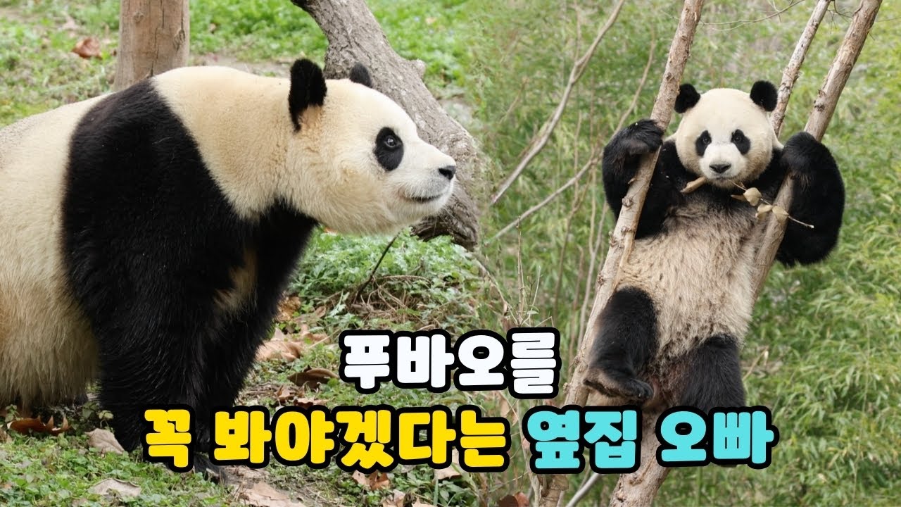 푸바오를 꼭 봐야겠다는 옆집 오빠 / 3월 7일 라이브