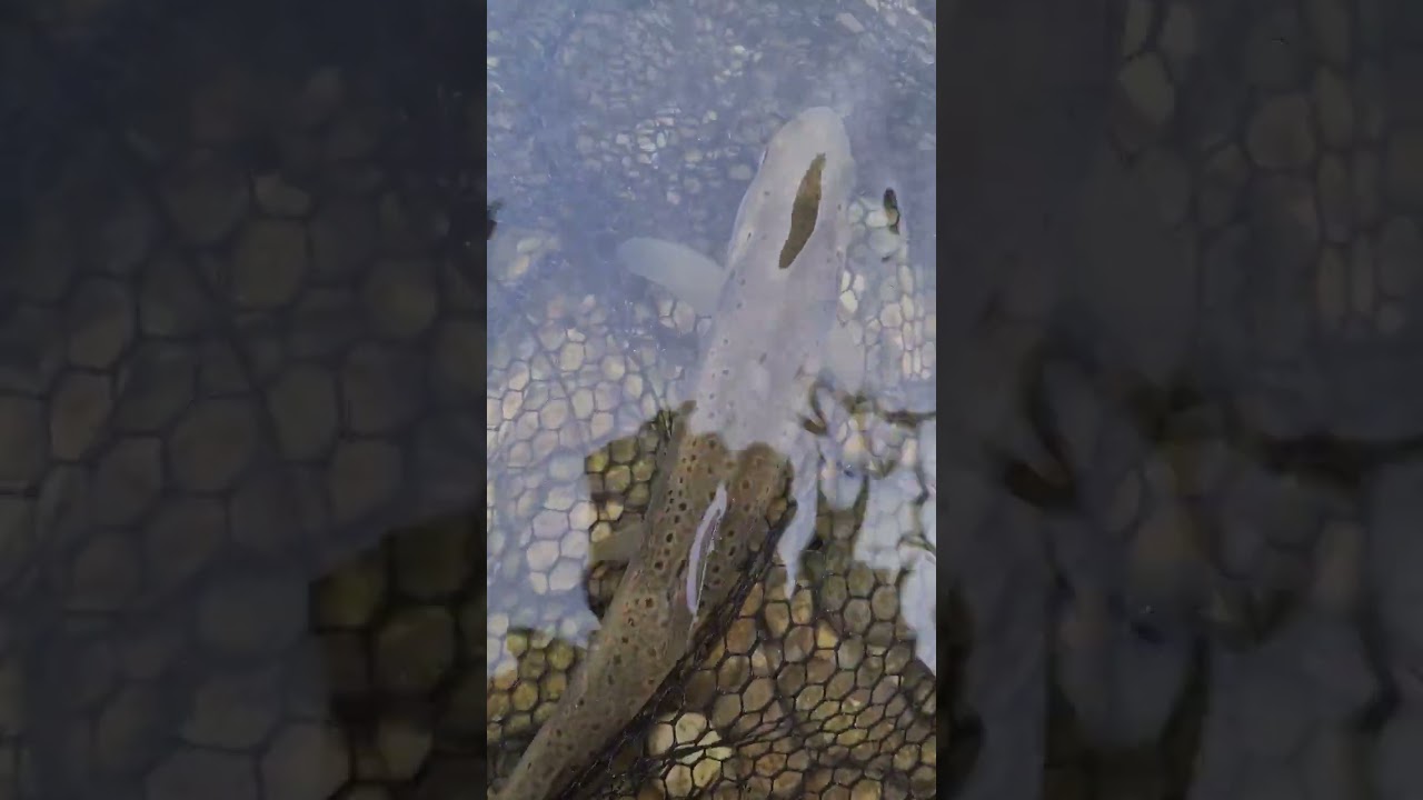 my best dry flies! wasp 
