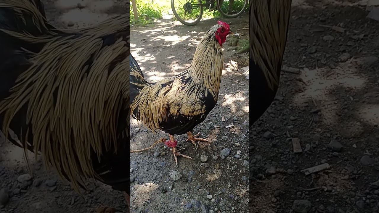 #manok