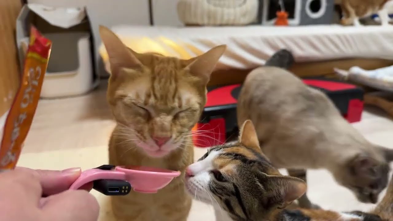 2026.1.14 子猫部屋　オヤツ