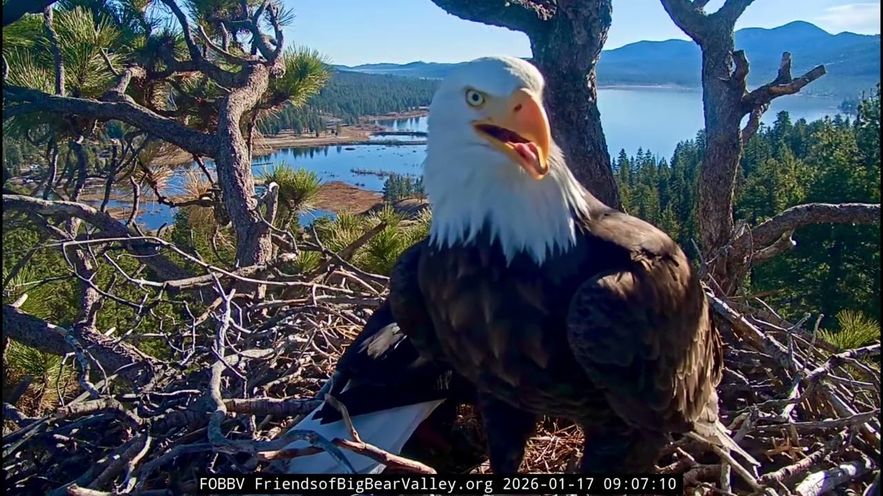 Jackie & Shadow- Big Bear Eagle Nest❤️01/17/26