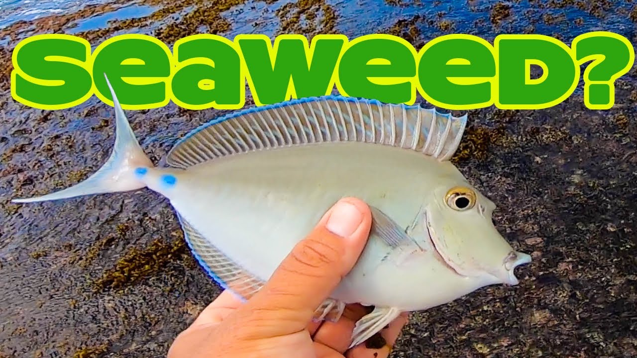 Unusual Bait! | Seaweed for Bait? | Shoreline Fishing | Fishing in Hawaii | Hawaii Fishing