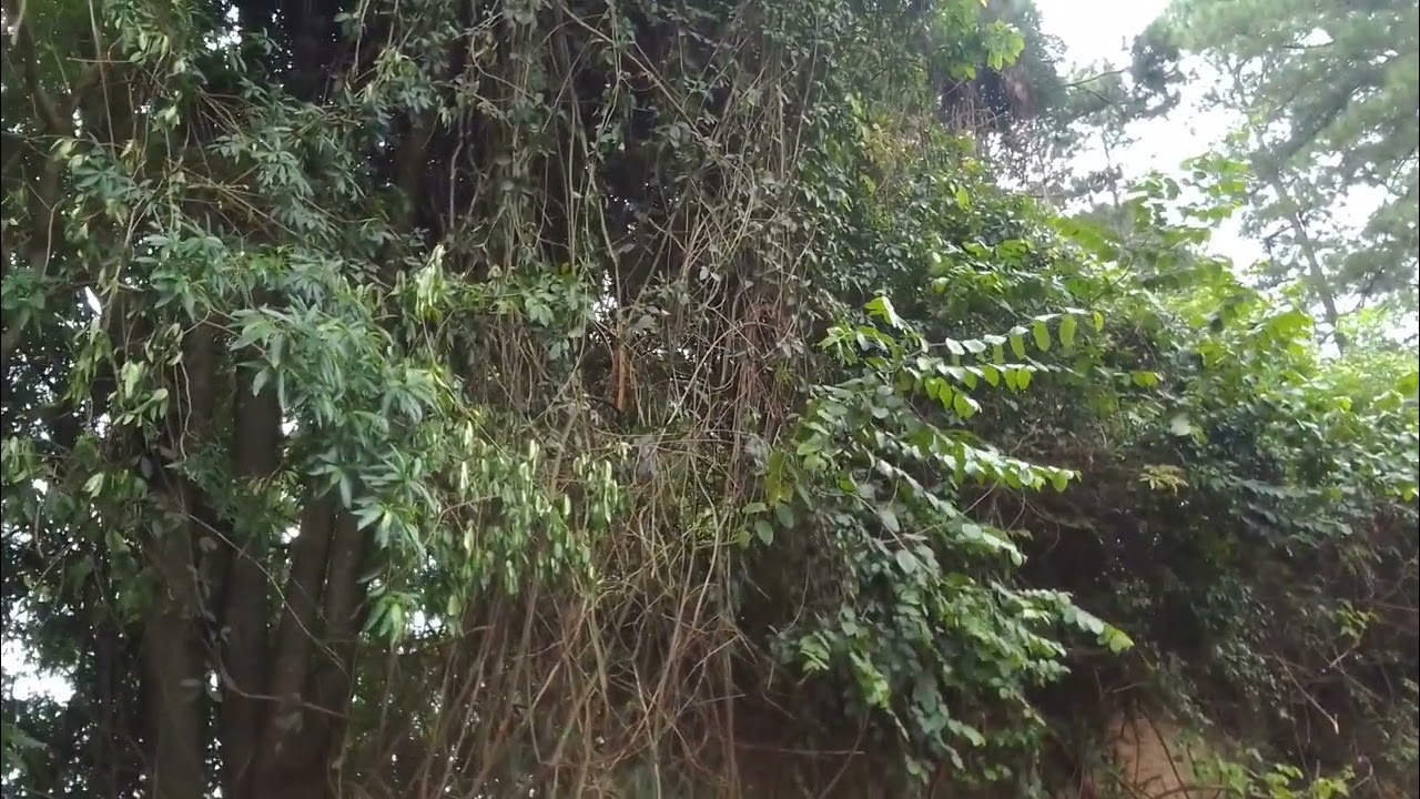 Domingo foi dia de descobrir trilha nova ❤️🙏 muito bom 