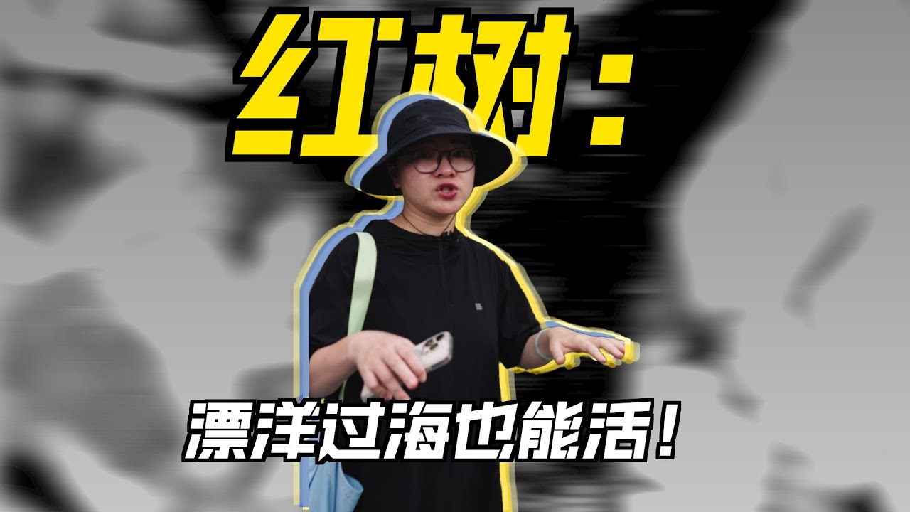 会&ldquo;生宝宝&rdquo;的树，城市里的海上森林，红树林