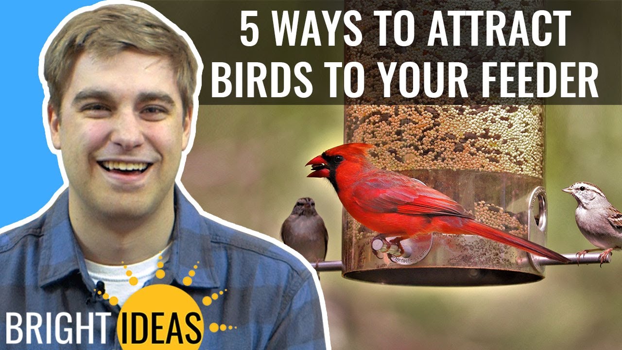 5 Strategies to Attract Birds to Your Bird Feeder and Yard - Bright Ideas: Episode 13