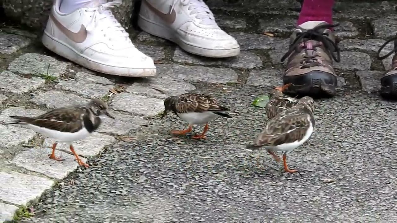 Turnstones, Inner Harbour, Brixham,  Devon, UK, 19.2.26 #3