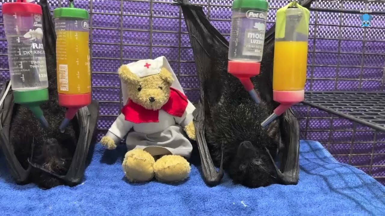 Daily life with Mandi;  the inundation of paralysis syndrome bats