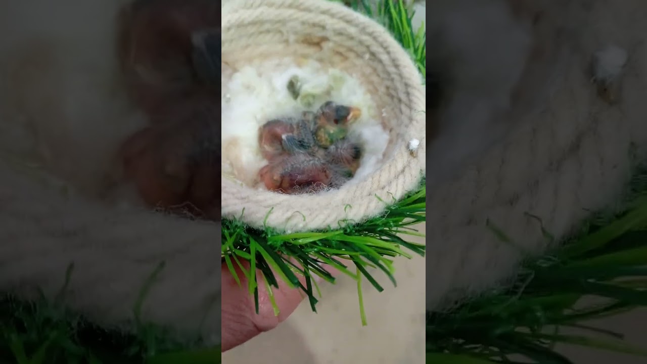 انثى تطعم صغارها بالبذور