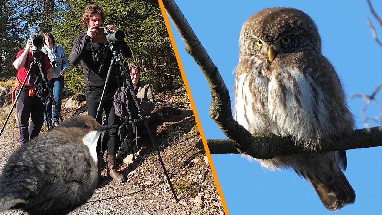 Epic Vogel- & Natuuravontuur in Duitsland: RUIGPOOTUIL, DWERGUIL, GRIJSKOPSPECHT, NOTENKRAKER