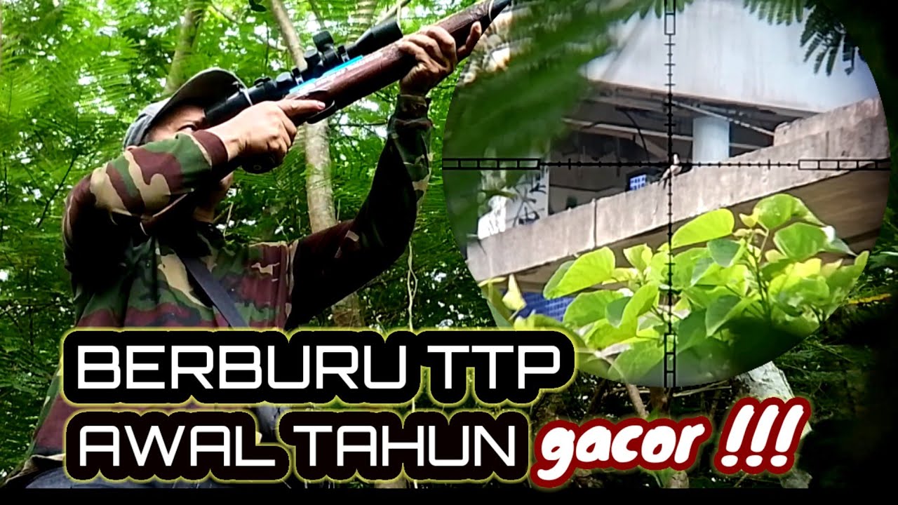 TIDA DI SANGKA BERBURU AWAL TAHUN POINTNYA GACOR.. 