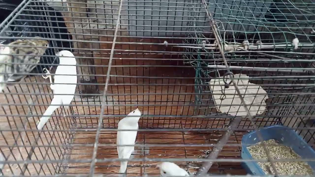 Belajar ternak burung kenari @jahidchannel 