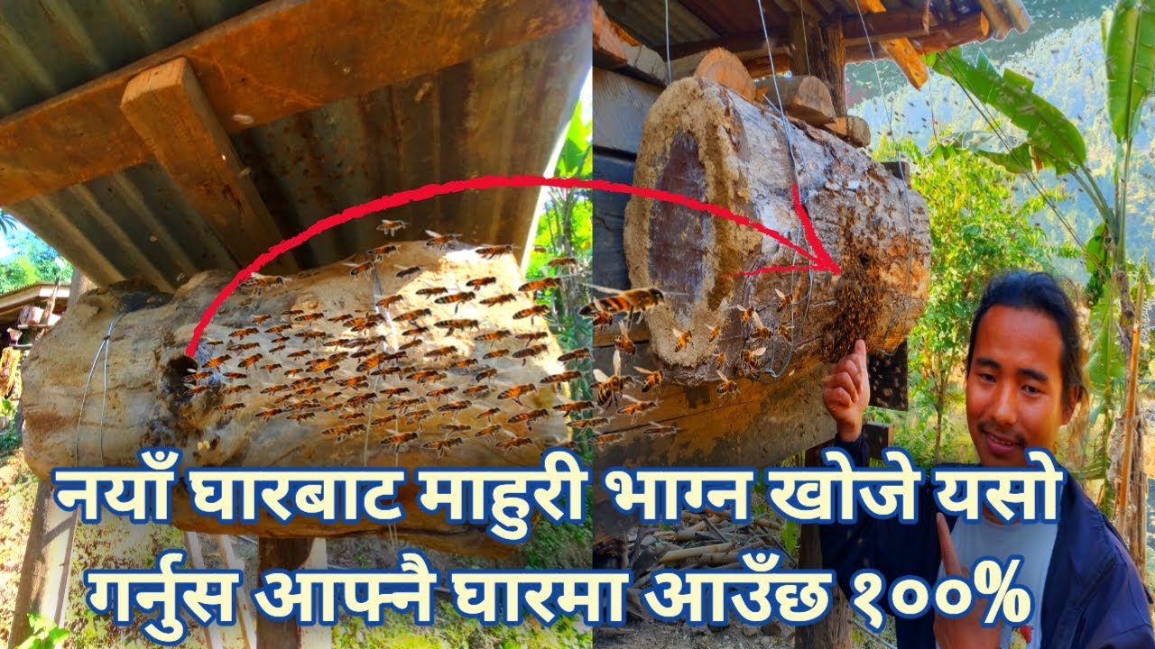 नयाँ घारको माहुरी भाग्न खोजे के गर्ने?