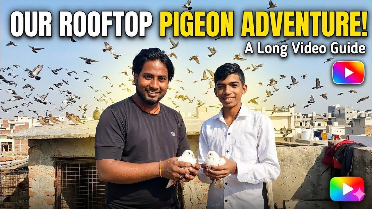 Kabutar ll catch in my house 🏠 || sonu ustad || monu ustad || yasu 😱😱😱😱😱😱😱😱😱😱😱😱😱😱😱😱😱😱😱😱😱😱