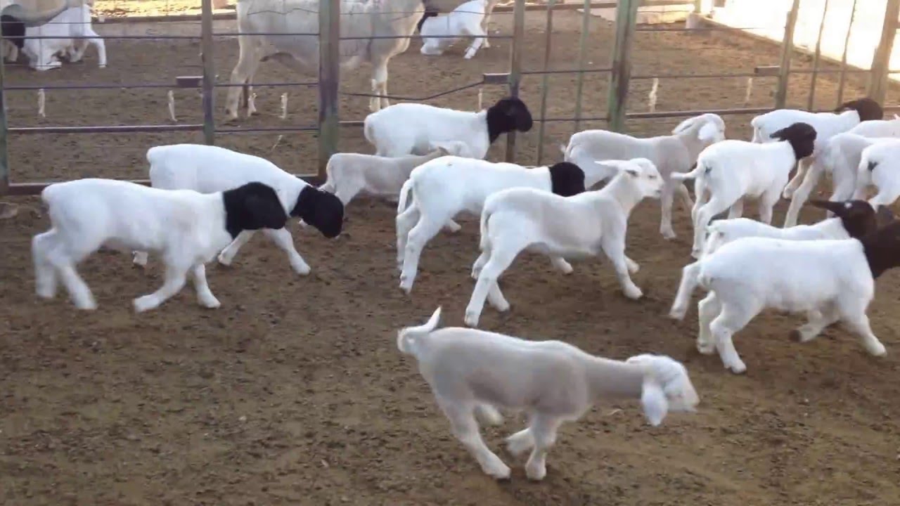 Rancho Las Ardillas, Embriones Dorper y Dorper Blanco Sudafricanos